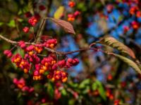 Pfaffenhütchen Blüten an einem Strauch